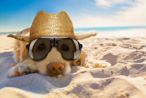 Porta il tuo cane in spiaggia